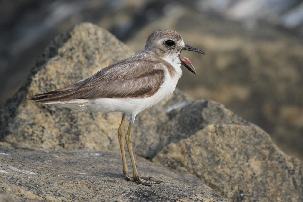 Wüstenregenpfeifer, Greater Sand Plover (Charadrius leschenaultii) / Negombo