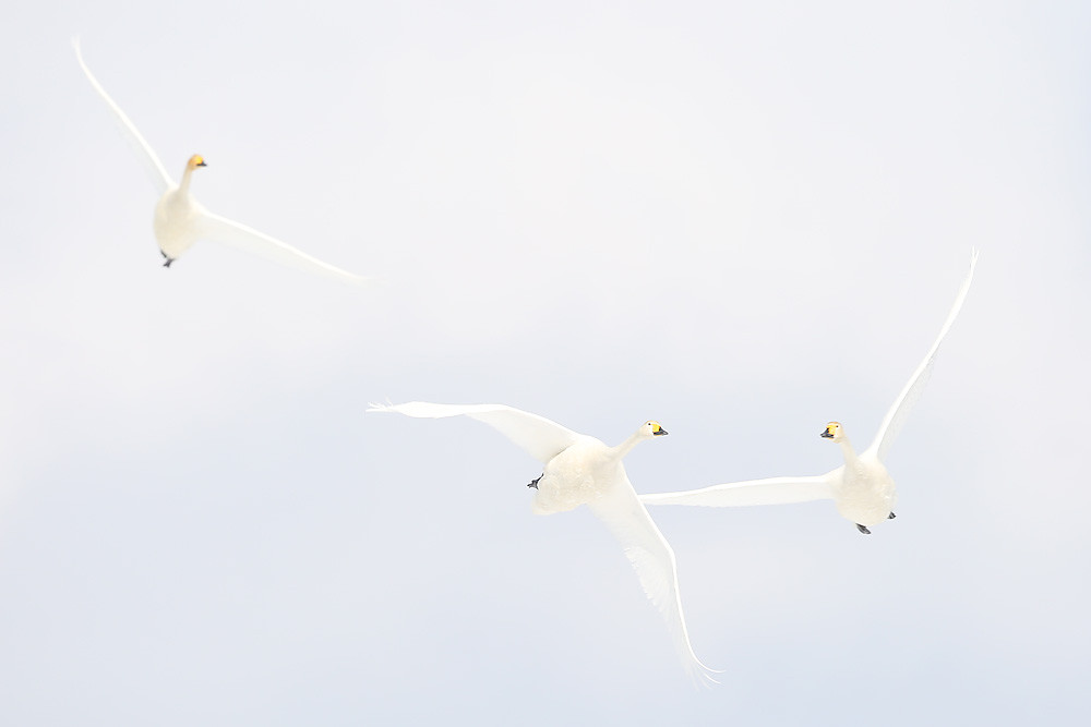Singschwan (Cygnus cygnus) 