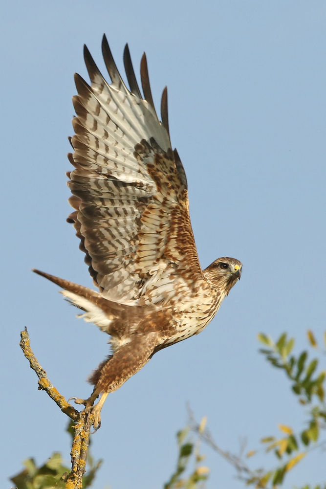 Mäusebussard (Buteo buteo)