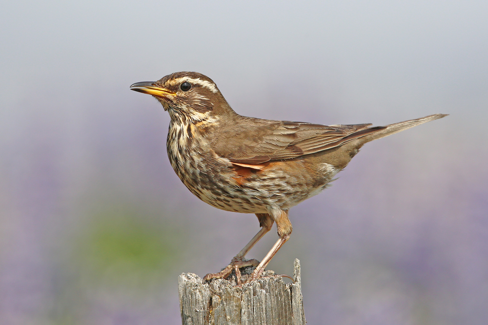 Rotdrossel (Turdus iliacus)