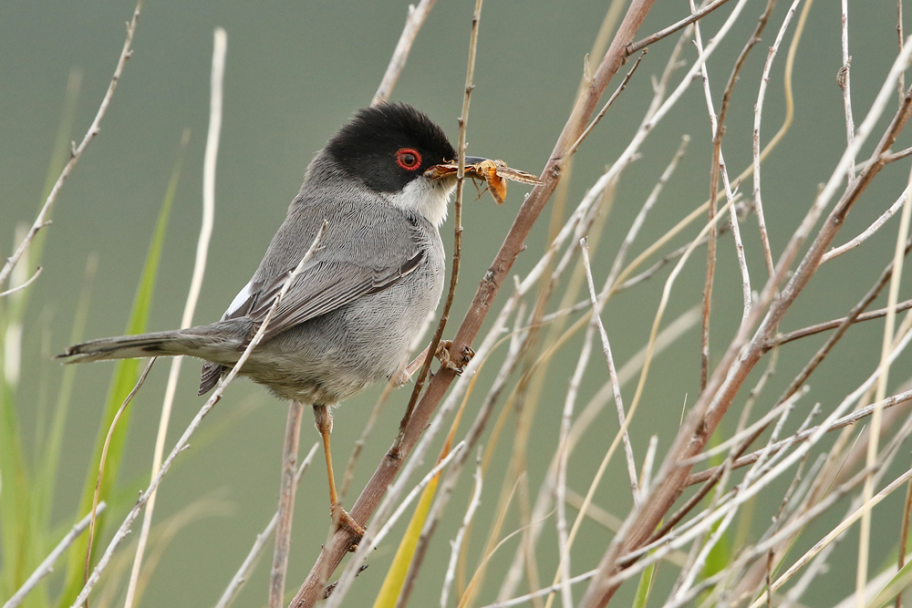Samtkopf-Grasmücke (Curruca melanocephala)