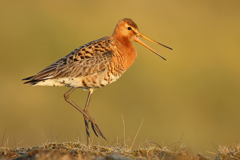Isländische Uferschnepfe (Limosa limosa islandica)