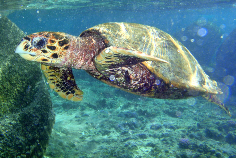 Echte Karettschildkröte, Hawksbill Sea Turtle (Eretmochelys imbricata) / Coco Island