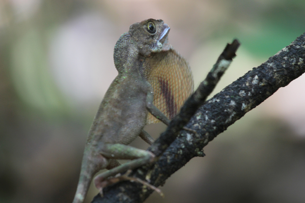 Wiegmanns Agame, Sri Lanka Kangaroo Lizard (Otocryptis wiegmanni) / Sinharaja
