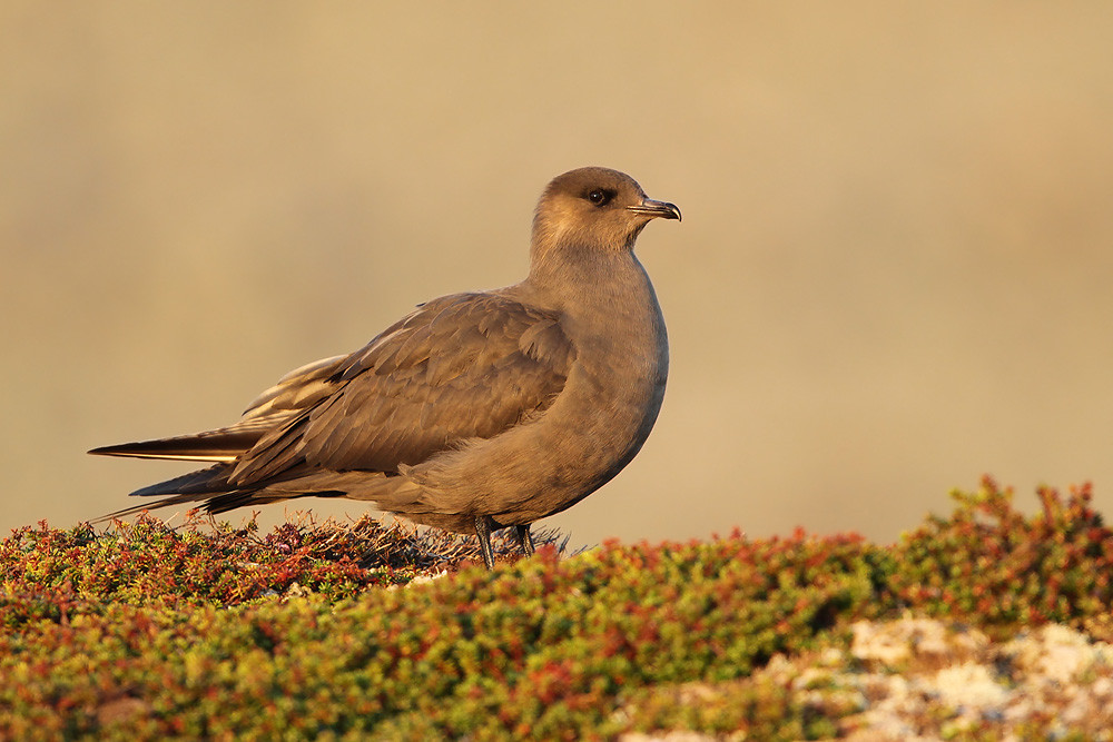 Schmarotzerraubmöwe, Parasitic Jaeger (Stercorarius parasiticus)