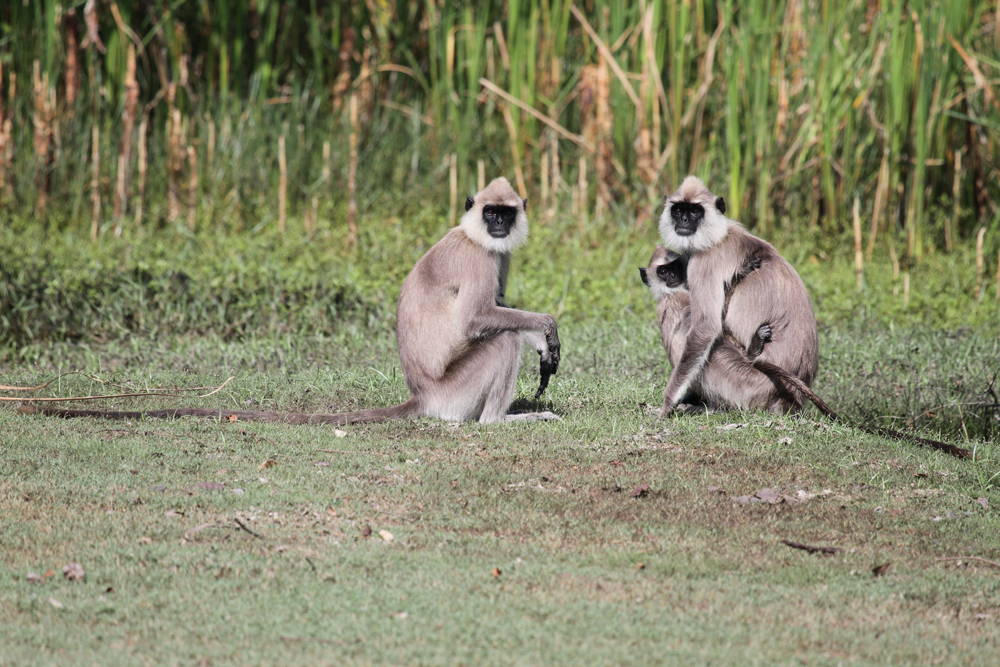 Hanuman-Languren, Hanuman langurs (Semnopithecus) / Kalamentiya