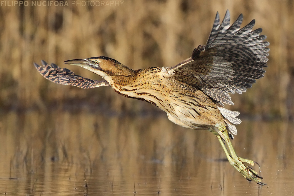 Rohrdommel (Botaurus stellaris)