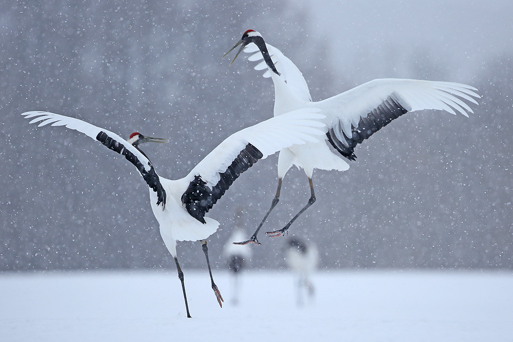 Mandschurenkranich (Grus japonensis)