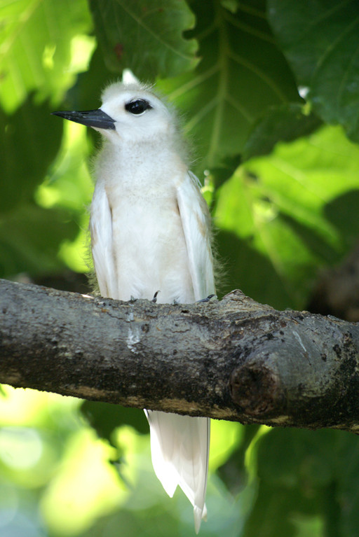 Feenseeschwalbe, Fairy Tern (Gygis alba) / Cousin