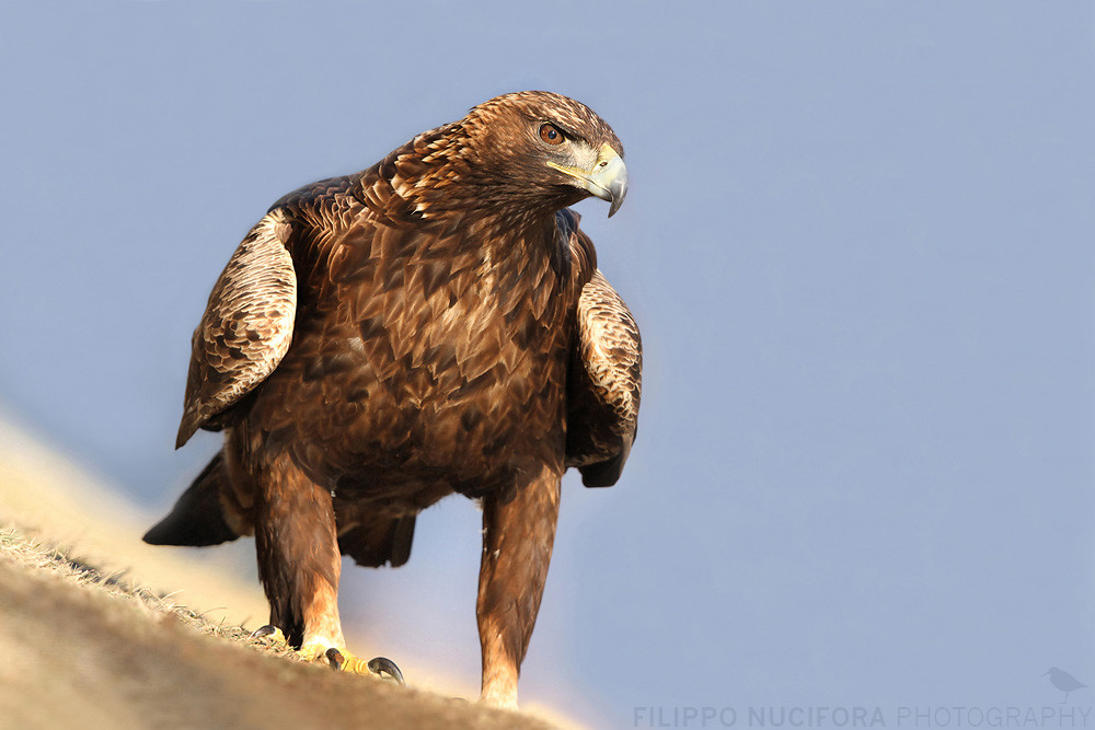 Steinadler (Aquila chrysaetos)
