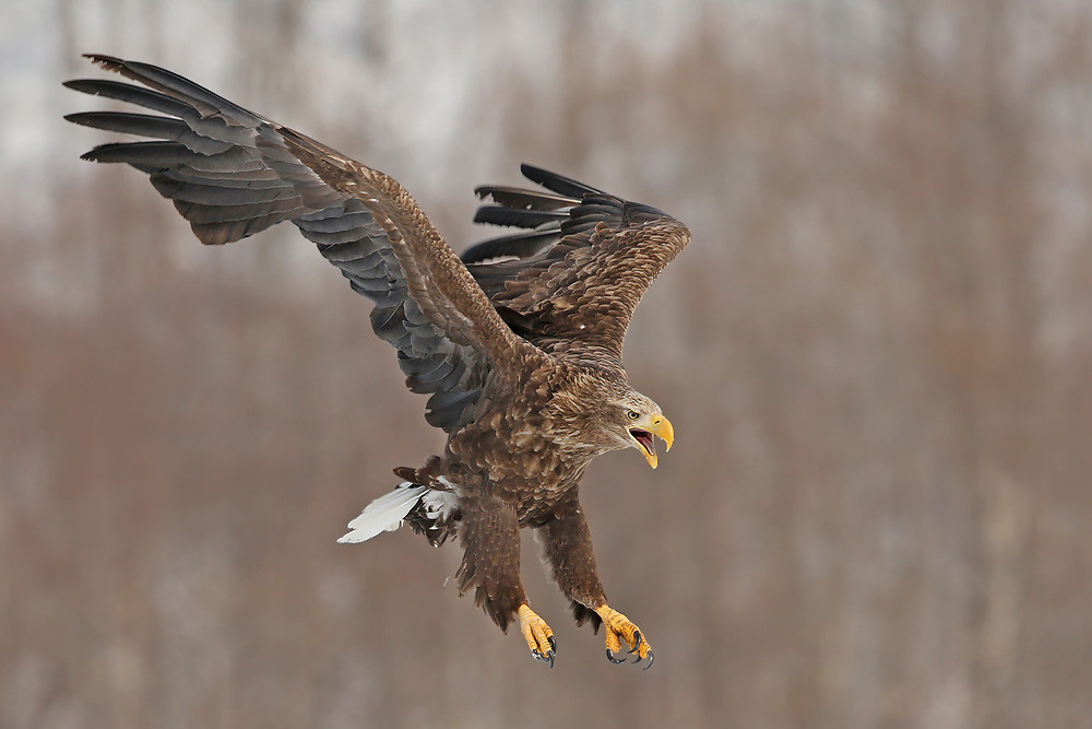 Seeadler (Haliaeetus albicilla) 