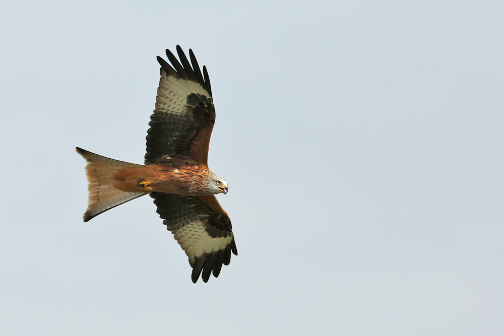  Rotmilan (Milvus milvus)