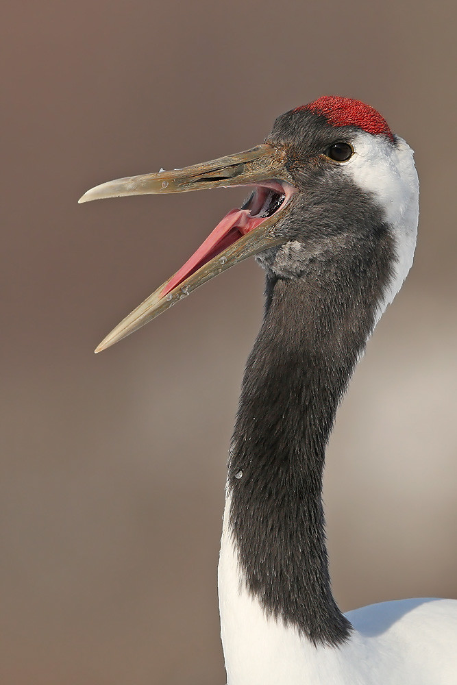 Mandschurenkranich (Grus japonensis)