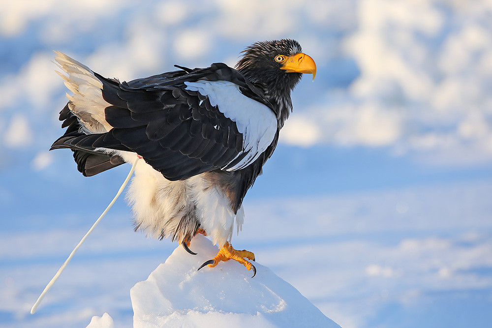 Riesenseeadler (Haliaeetus pelagicus)
