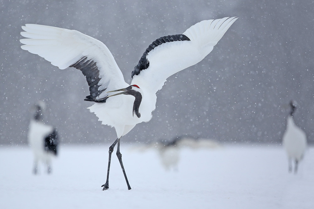 Mandschurenkranich (Grus japonensis)