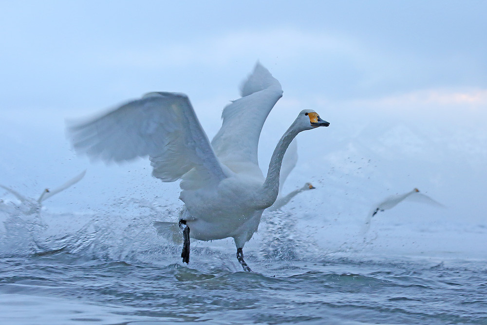 Singschwan (Cygnus cygnus) 