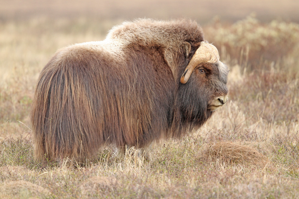 Moschusochse, Muskox (Ovibos moschatus)