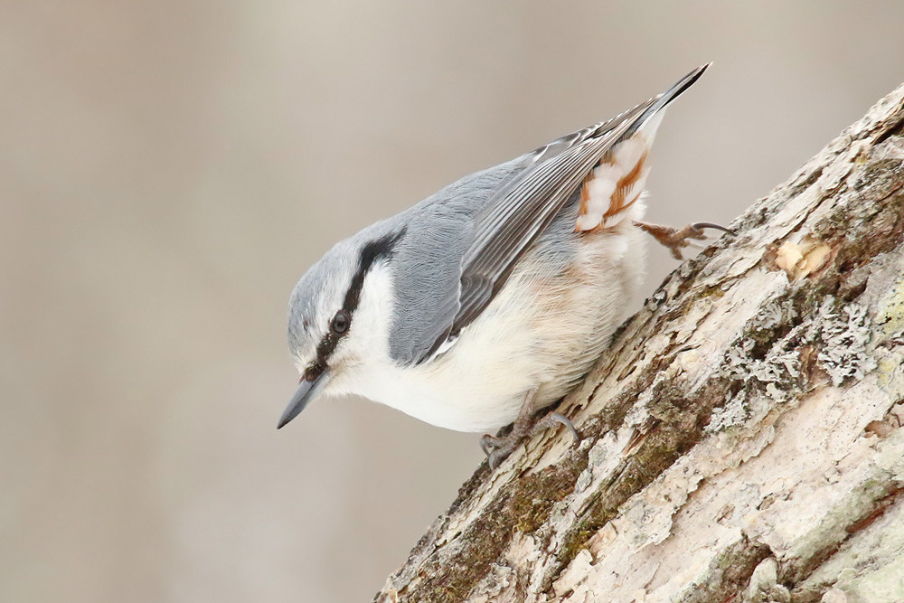 Siberienkleiber (Sitta arctica)
