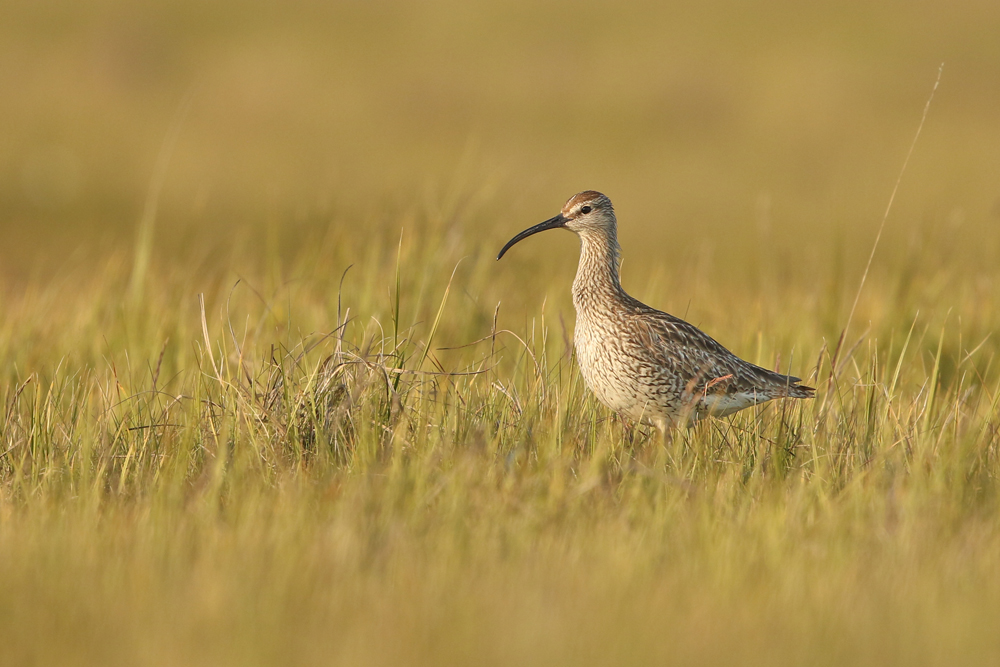Regenbrachvogel (Numenius phaeopus)