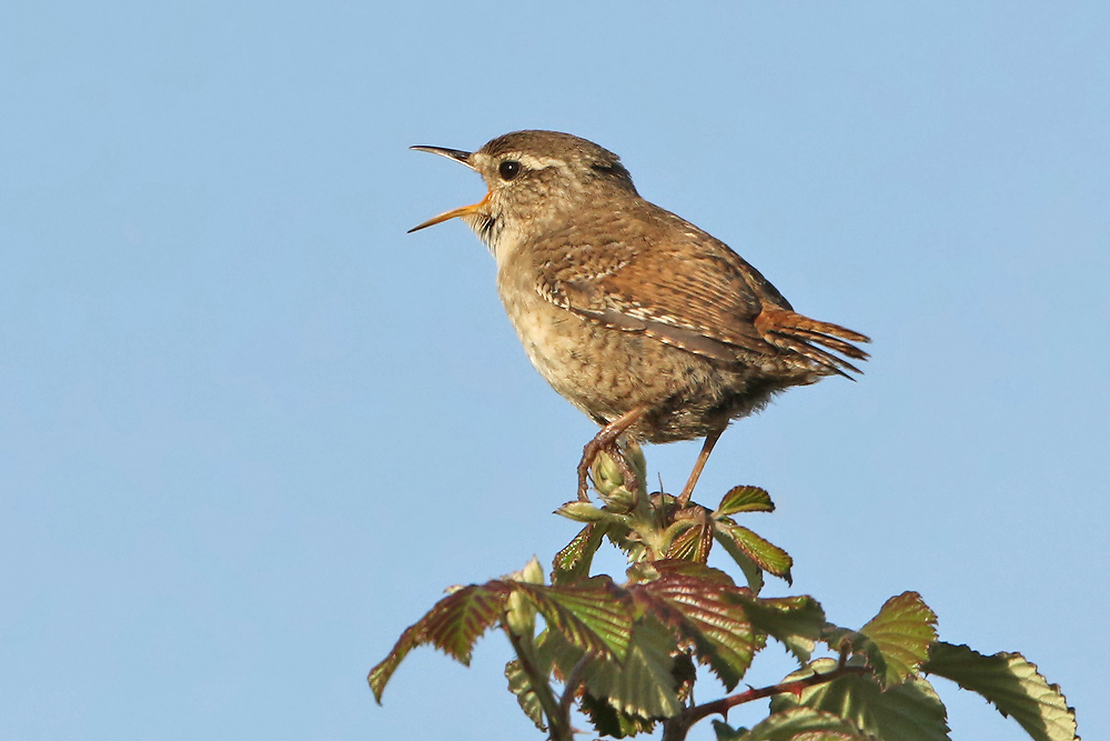Zaunkönig (Troglodytes troglodytes)