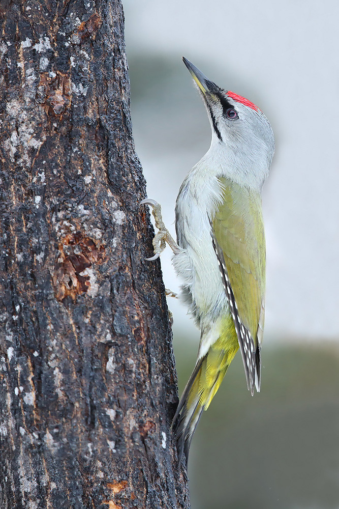 Grauspecht (Picus canus jessoensis)