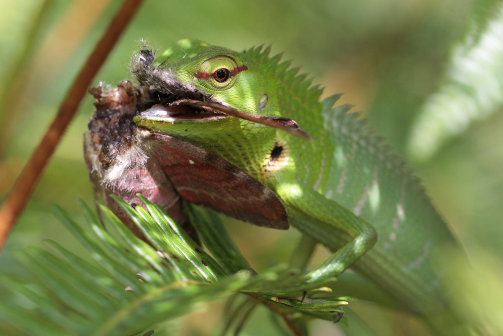 Sägerückenagame, Green Garden Lizard, Calotes calotes) / Sinharaja - Foto von Livia Haag