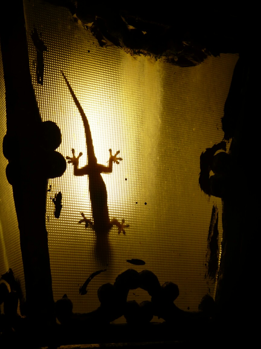 Gecko im Lampenlicht