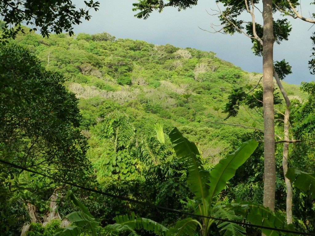 Der Tropenwald kurz vor dem Regen