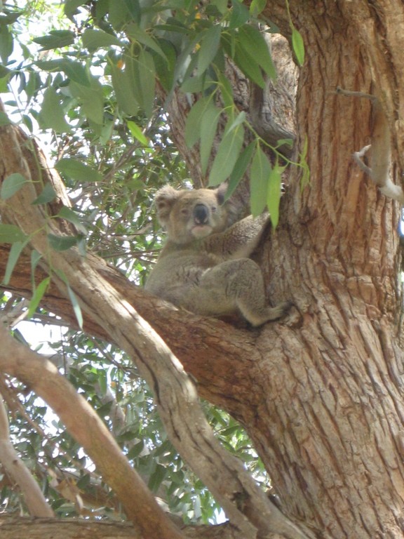 Ein echter, knuffiger Koala