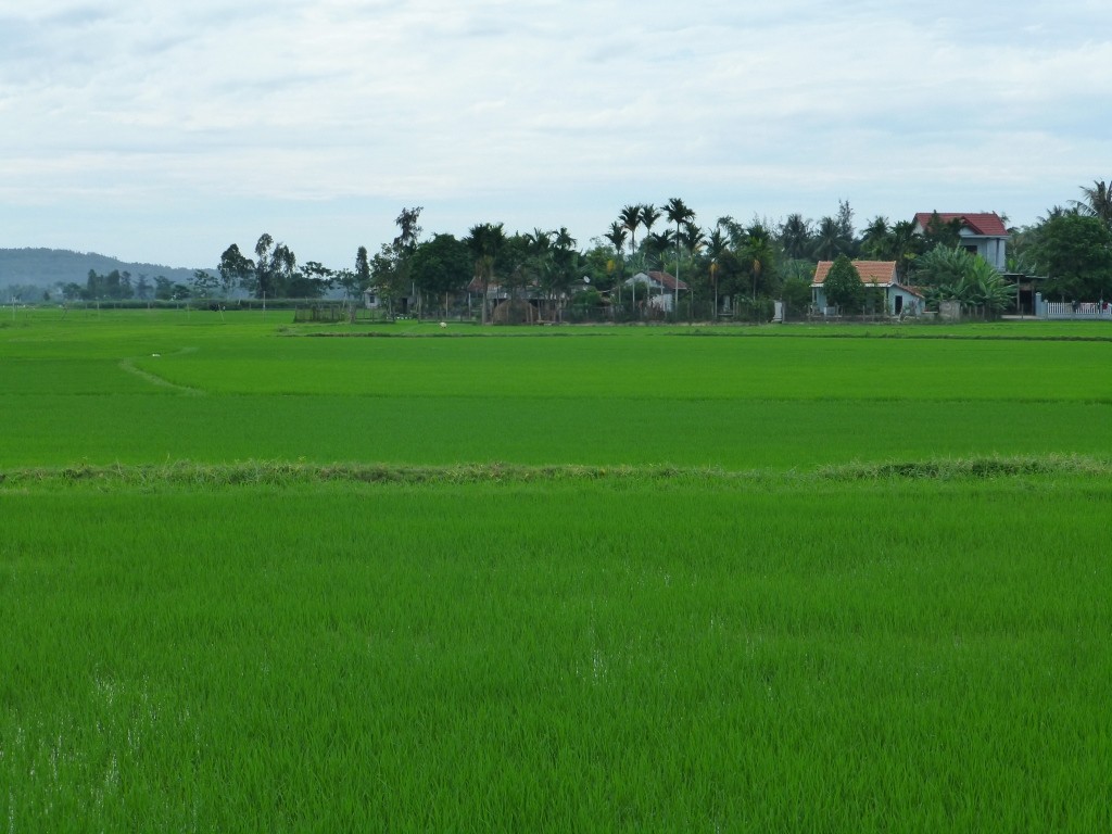 Traditioneller Reisanbau