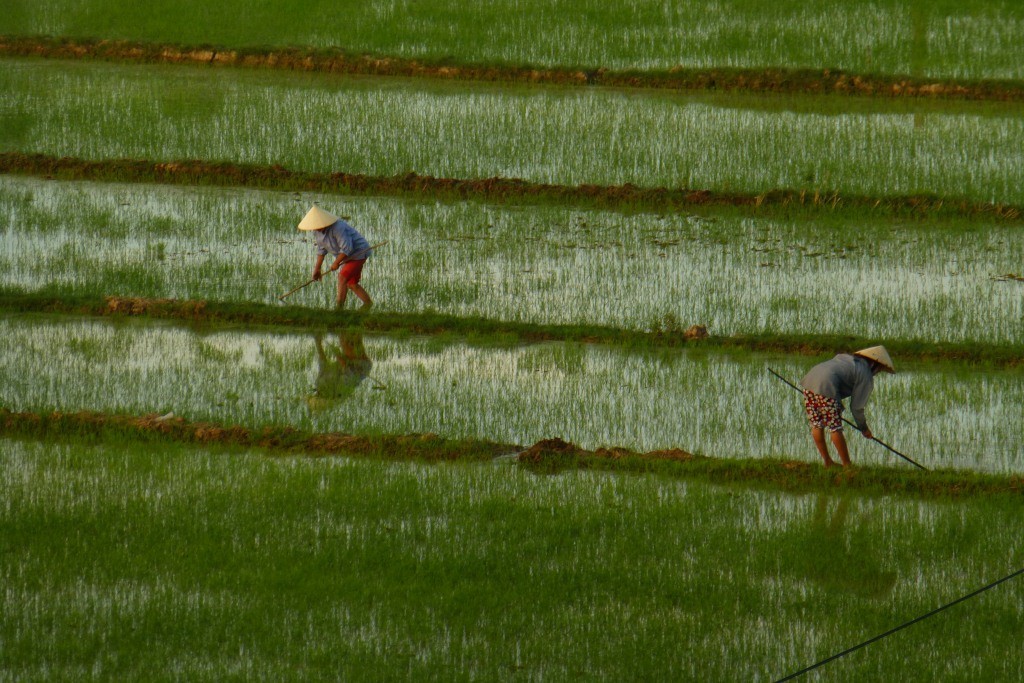 inmitten von Reisfeldern...