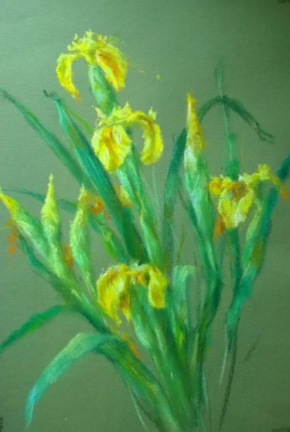 Iris jaune 42x30