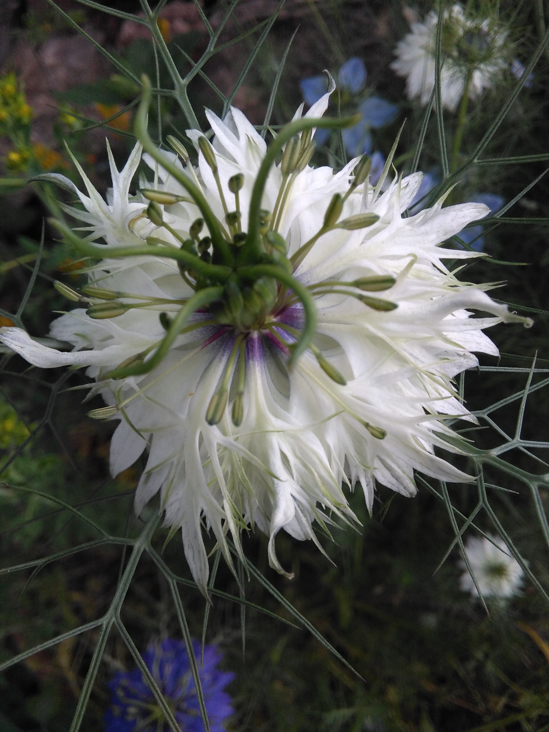 Natur/Garten/Kräuter gartenpowers Webseite!