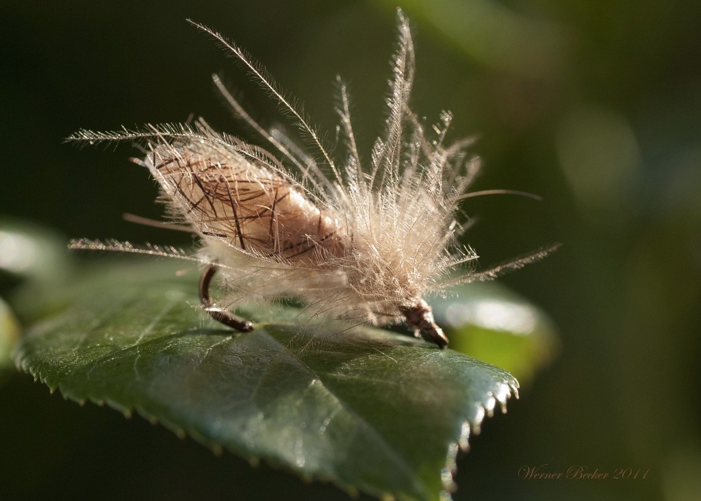 Caddis Fly