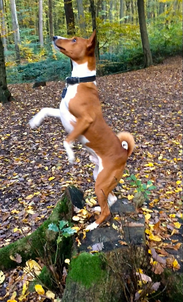 der stolze Seth.....ebebfalls im Wald