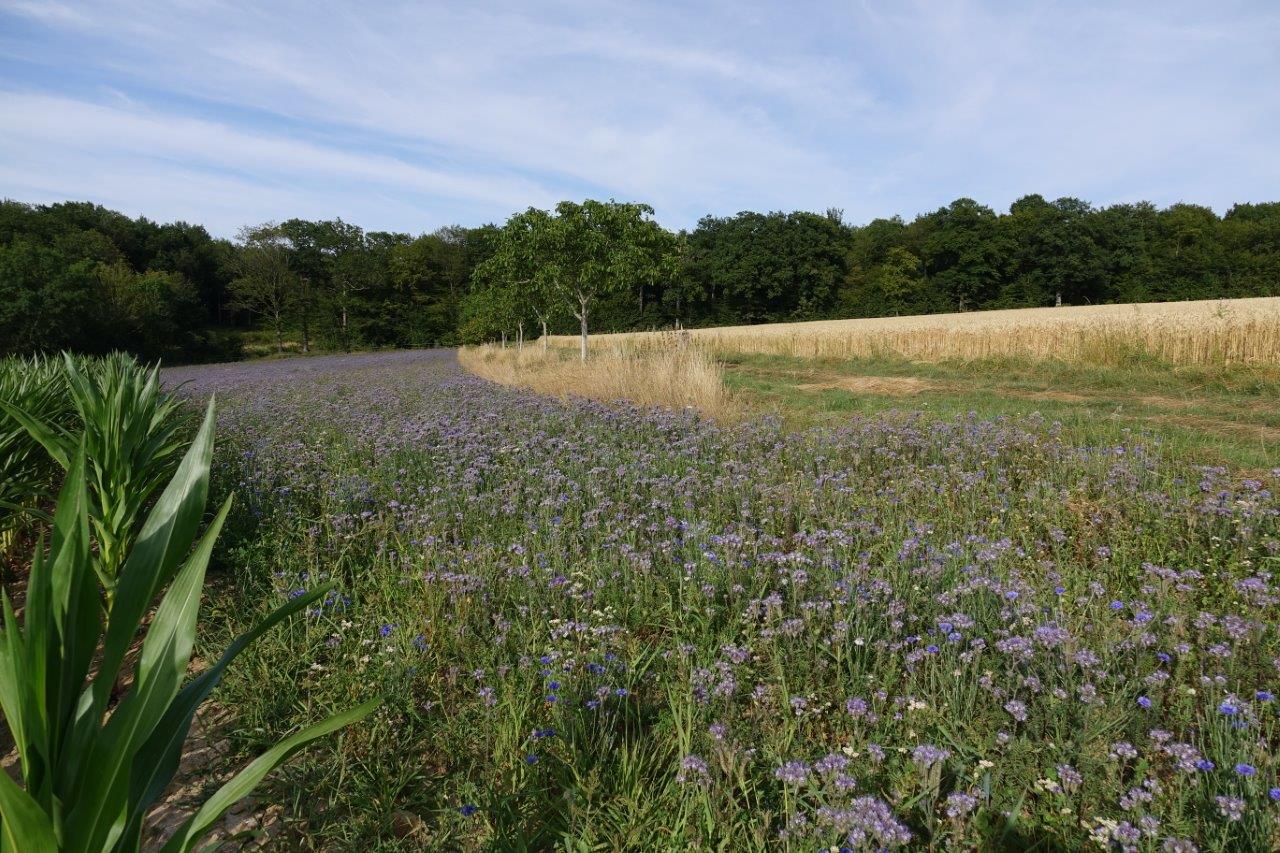 L'agriculteur a semé une autre jachère apicole en pointe près du champ de blé LU'Harmony.