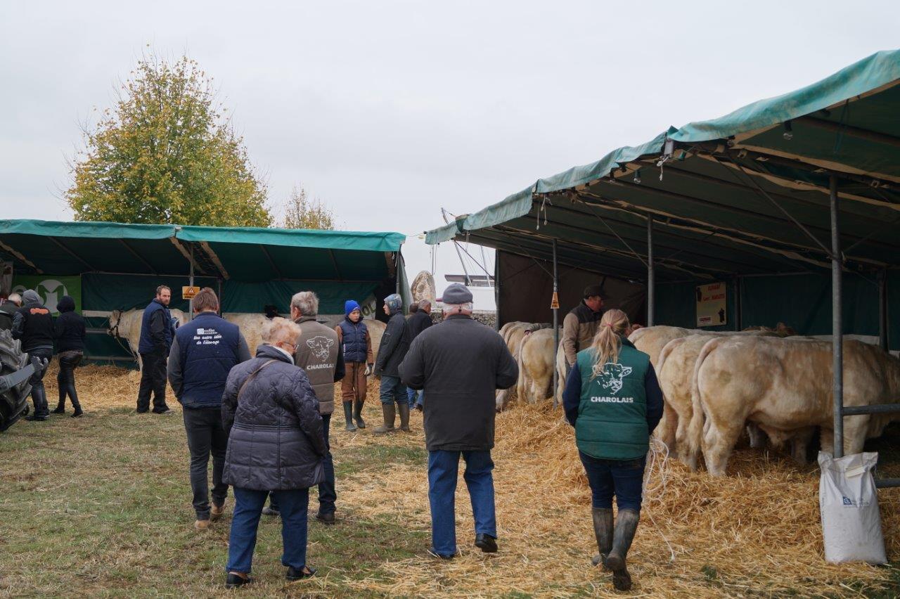 L'exposition de reproducteurs Charolais attire toujours la foule.