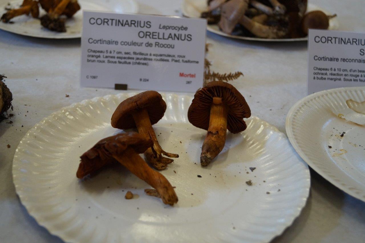 Cette espèce de cortinarius joue les trouble-fête 15 jours, voir 3 semaines après l'avoir dégusté !