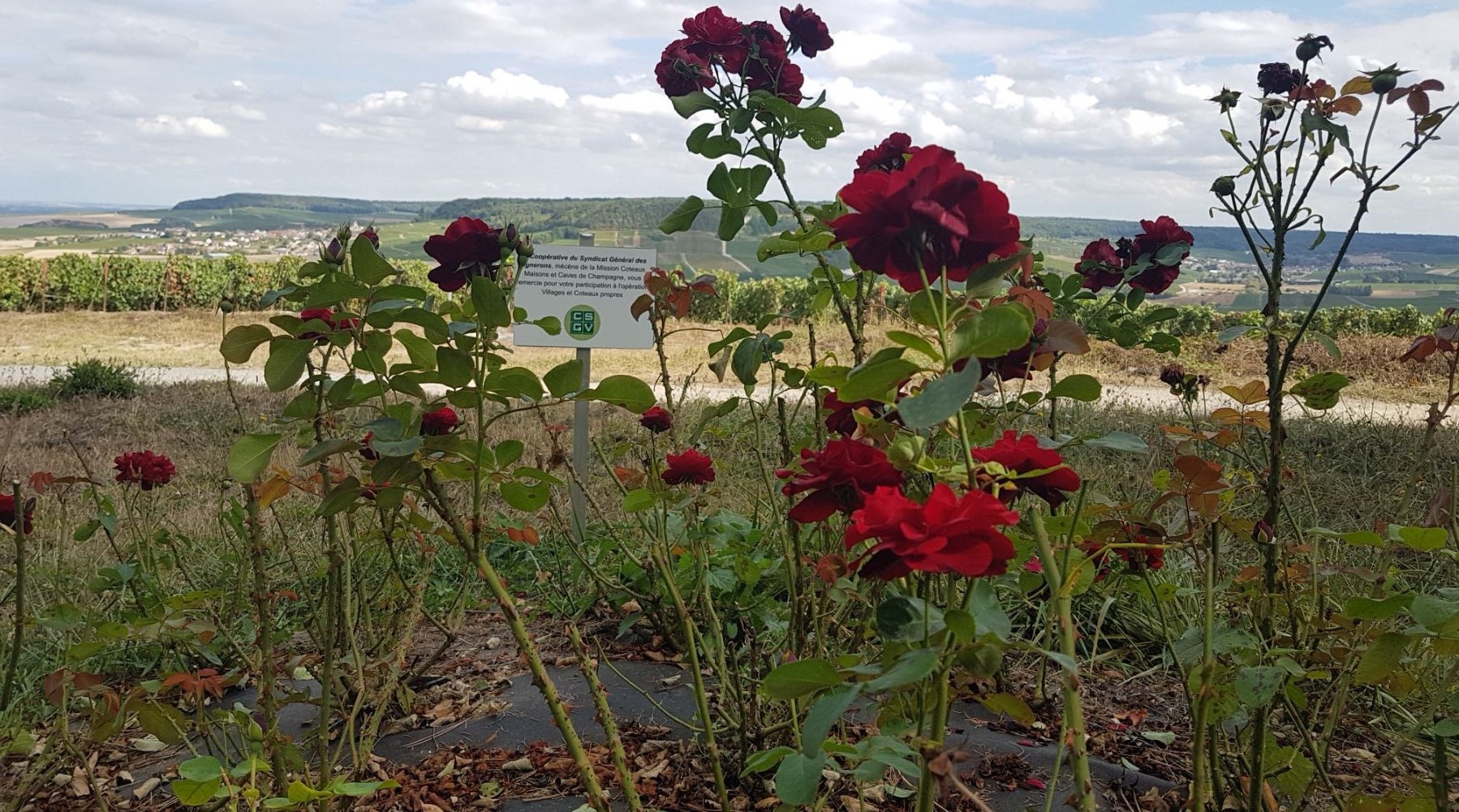 Marne. Monthelon : rosiers offerts par le CSGV.