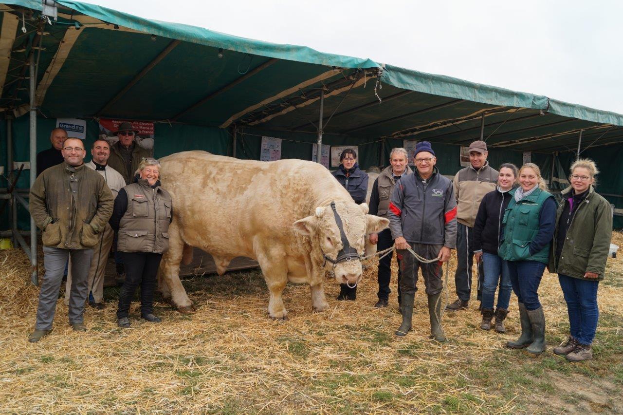 Son nom est Bond. James Bond. Ce reproducteur Charolais est âgé de 4 ans et demi et pèse 1 600kg...