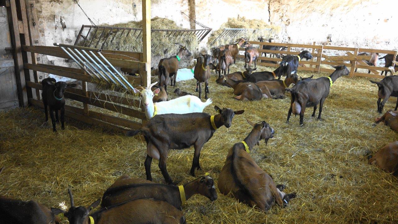 A la chèvrerie d'Hauche, quarante chèvres vaquent désormais à leurs occupations.