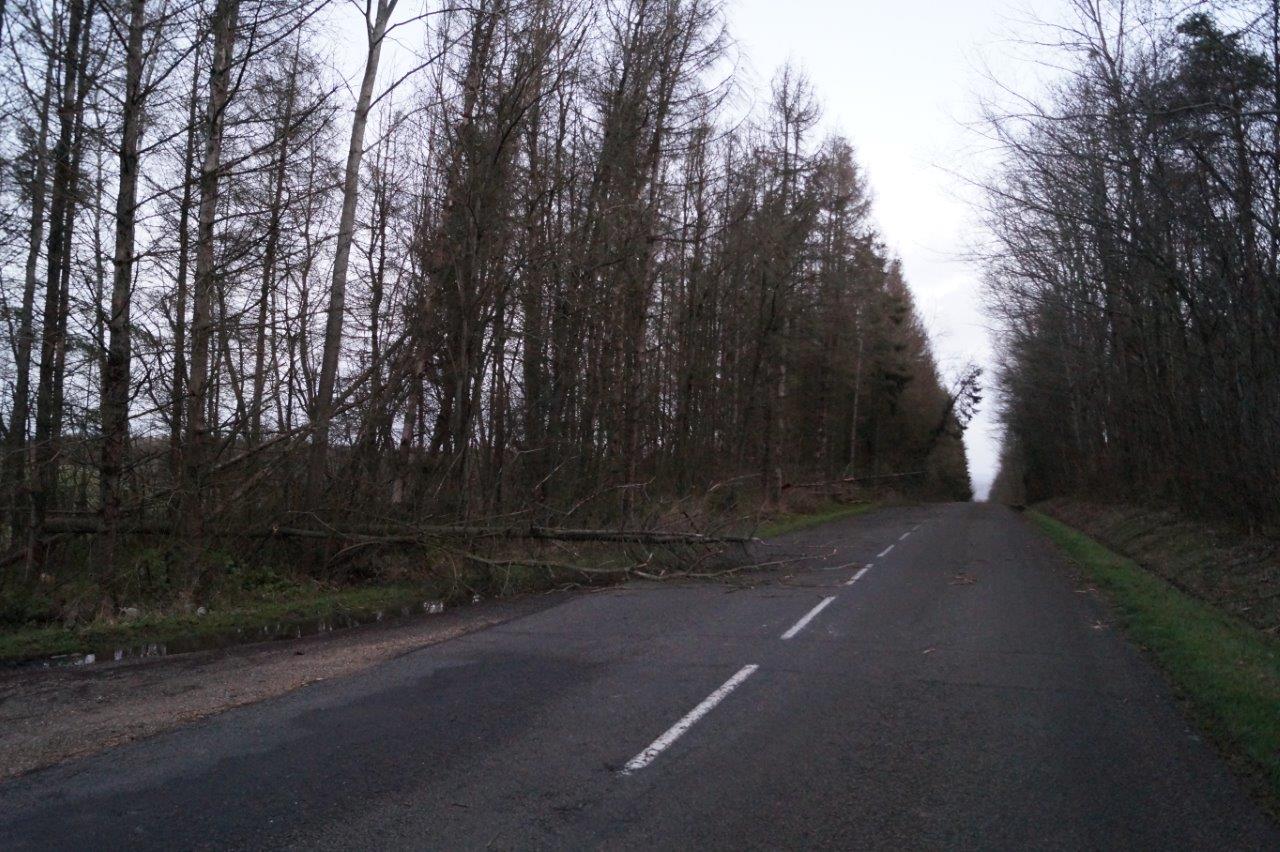 Les véhicules ont roulé avec prudence à l'approche des arbres tombés à terre.