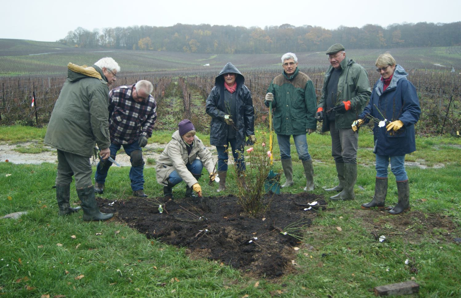 Marne. Congy : plantation de rosiers.