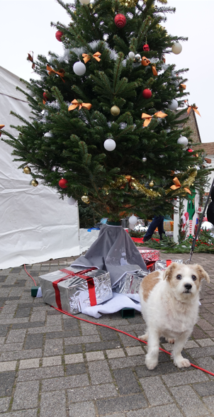 Le Marché de Noël de Dormans accueille des visiteurs de tout poil. Ici, Fritz, un Chihuahua/Fox-terrier qui a tourné avec la chanteuse Louane sur la plage de Berck..