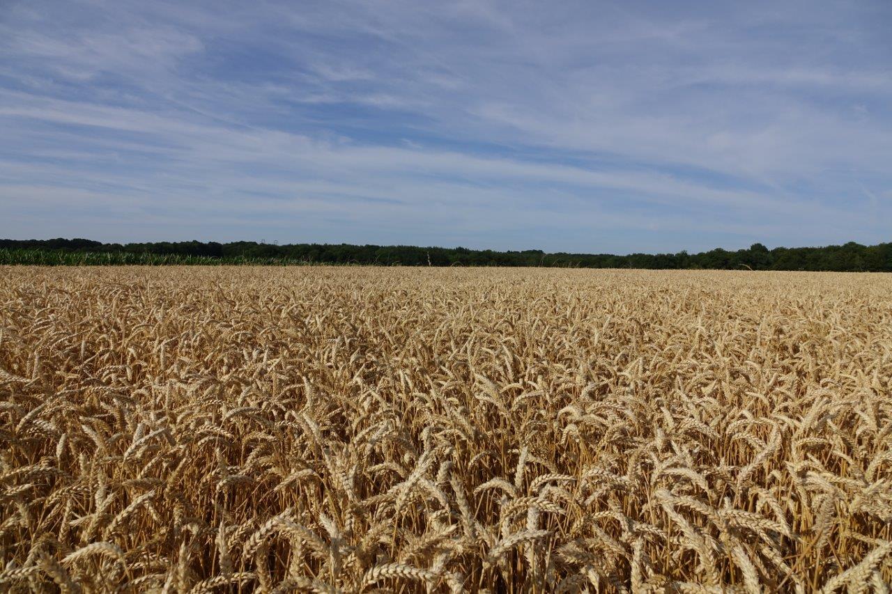 Une des parcelles d'Olivier Picart allouée au blé LU'Harmony.