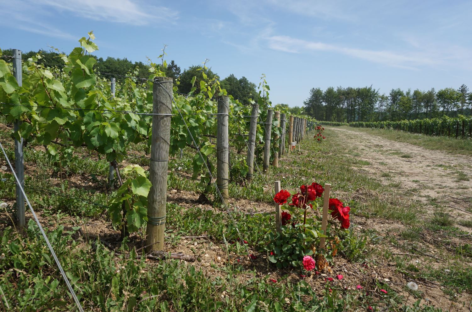 Rosiers piquets bois. Cédit photo : Comité Champagne.