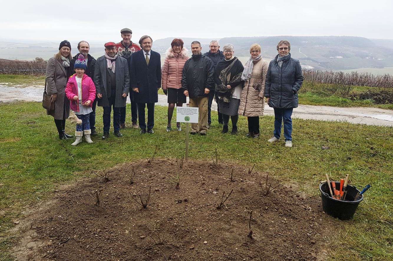 Marne. Monthelon : plantation de rosiers partenariat CSGV. Crédit photo : Mission Coteaux Maisons et Caves de Champagne.