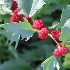Epinard fraise