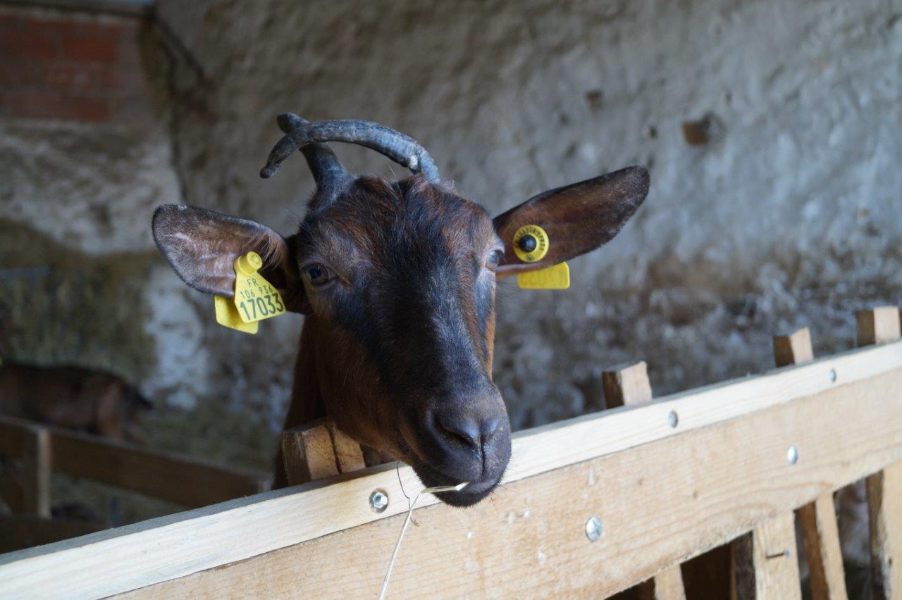 Les chèvres de race Alpine sont curieuses.