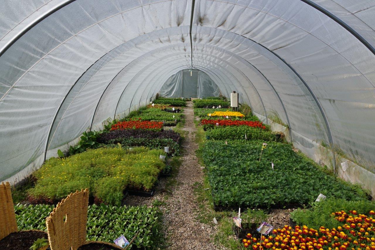 Le tunnel reçoit ensuite les plants destinés au repiquage dans les massifs de la commune.